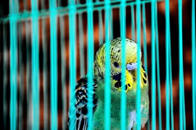 Close-up of parrot in cage