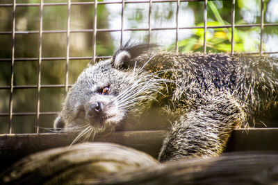 Close-up of an animal in cage at zoo