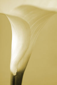 Close-up of white flowers