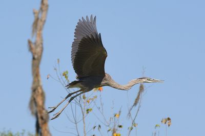 Low angle view of bird flying against clear sky