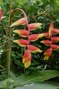 Close-up of flowers blooming outdoors