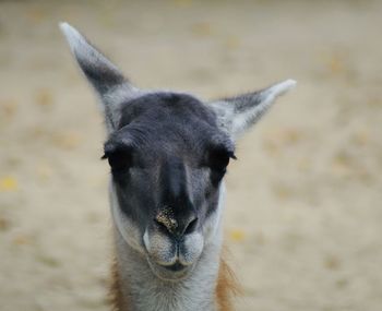 Close-up portrait of a lama 