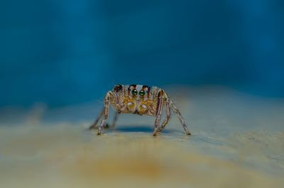 Close-up of spider in the sea