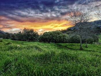 Scenic view of grassy field against cloudy sky