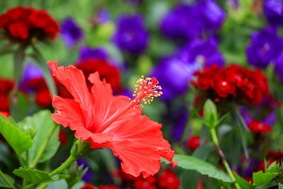 Close-up of red flowering plants