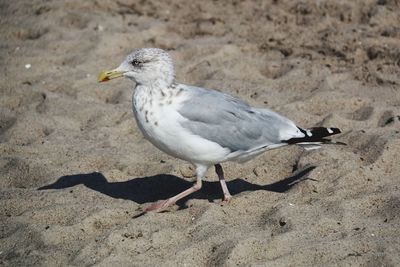 Seagull on sandy beach