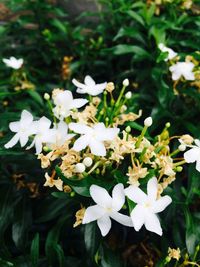 Close-up of white flowering plant