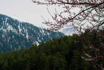 Trees in forest against sky