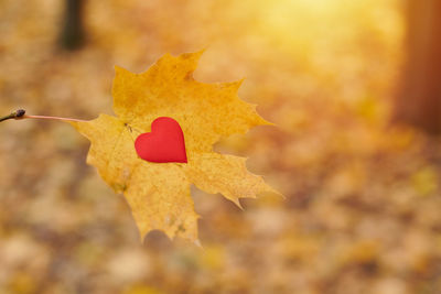 Close-up of maple leaves on plant during autumn