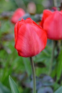 Close-up of red flower blooming outdoors