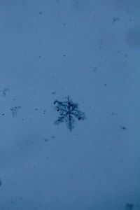 Close-up of insect on blue wall