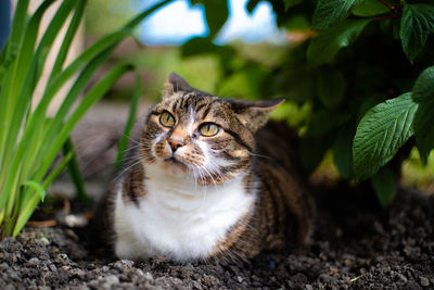 Portrait of a cat