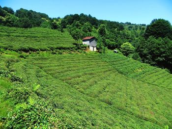 Scenic view of tea field