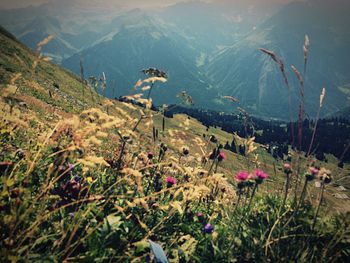 Plants against mountains