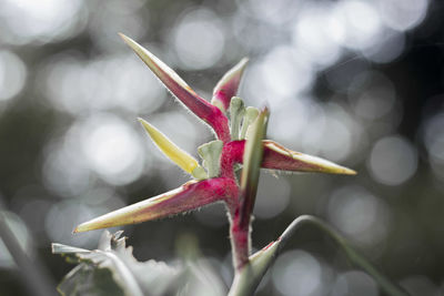 Close-up of red flower bud