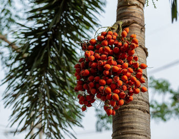 Low angle view of fruits on tree