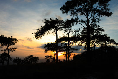 Silhouette trees in forest against sky at sunset