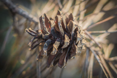 Close-up of dried plant on field