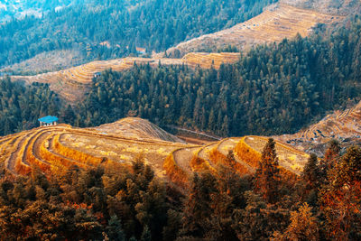 High angle view of pine trees in forest during autumn