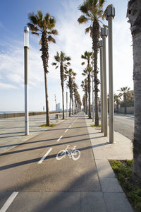 Street by palm trees against sky