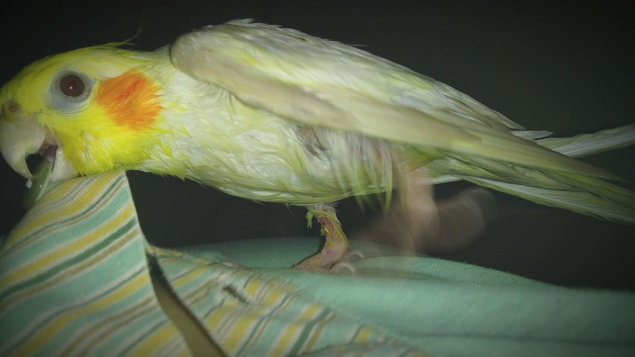 animal themes, one animal, animals in the wild, wildlife, bird, indoors, close-up, fish, parrot, side view, underwater, feather, beak, nature, animal head, multi colored, full length, zoology, two animals, swimming