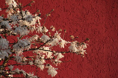 Full frame shot of red wall