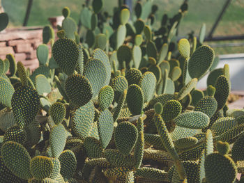 Close-up of succulent plant