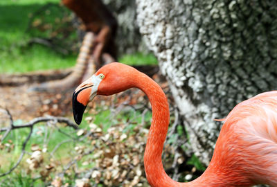 Close-up of duck