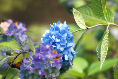 flowering plant