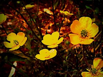 Close-up of yellow flowers in field