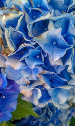Full frame shot of blue hydrangea