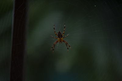 Close-up of spider on web