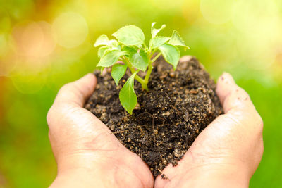 Close-up of hand holding plant