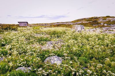 Scenic view of flowering plants on field against sky