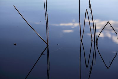 Symmetric view of stems in lake