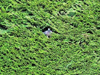 High angle view of woman walking in forest