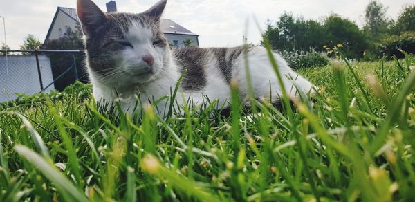 View of a cat on field