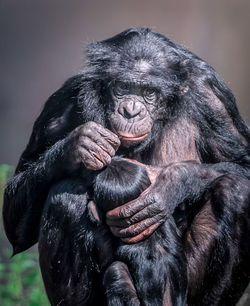 Close-up of monkey