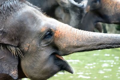 Close-up of elephant
