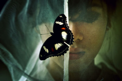 Close-up of butterfly on flower