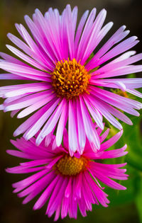 Close-up of pink flower