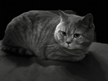Close-up of tabby cat against black background