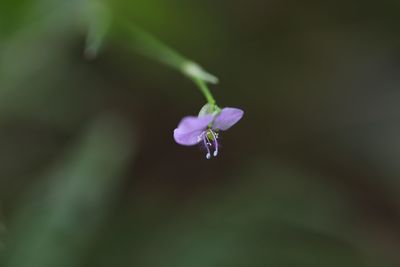 Close-up of flower blooming outdoors