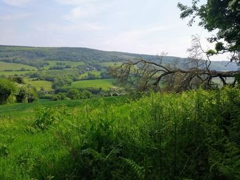 Scenic view of agricultural field against sky