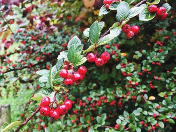 Close-up of red berries growing on tree