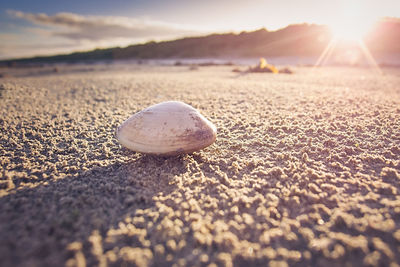 Close-up of pebbles on beach