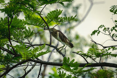 Low angle view of bird perching on tree