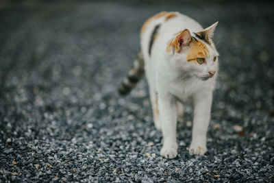 Close-up of a cat looking away on road