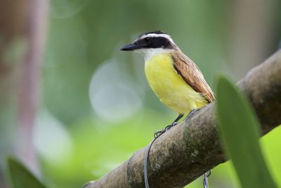 Close-up of bird perching on branch