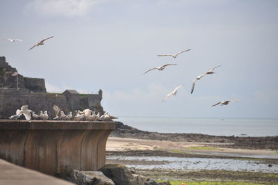 Seagulls flying over sea against sky